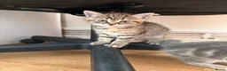 Mixed Breed cats for sale: 2 kittens for sale 🩵🩷 - Advert 8