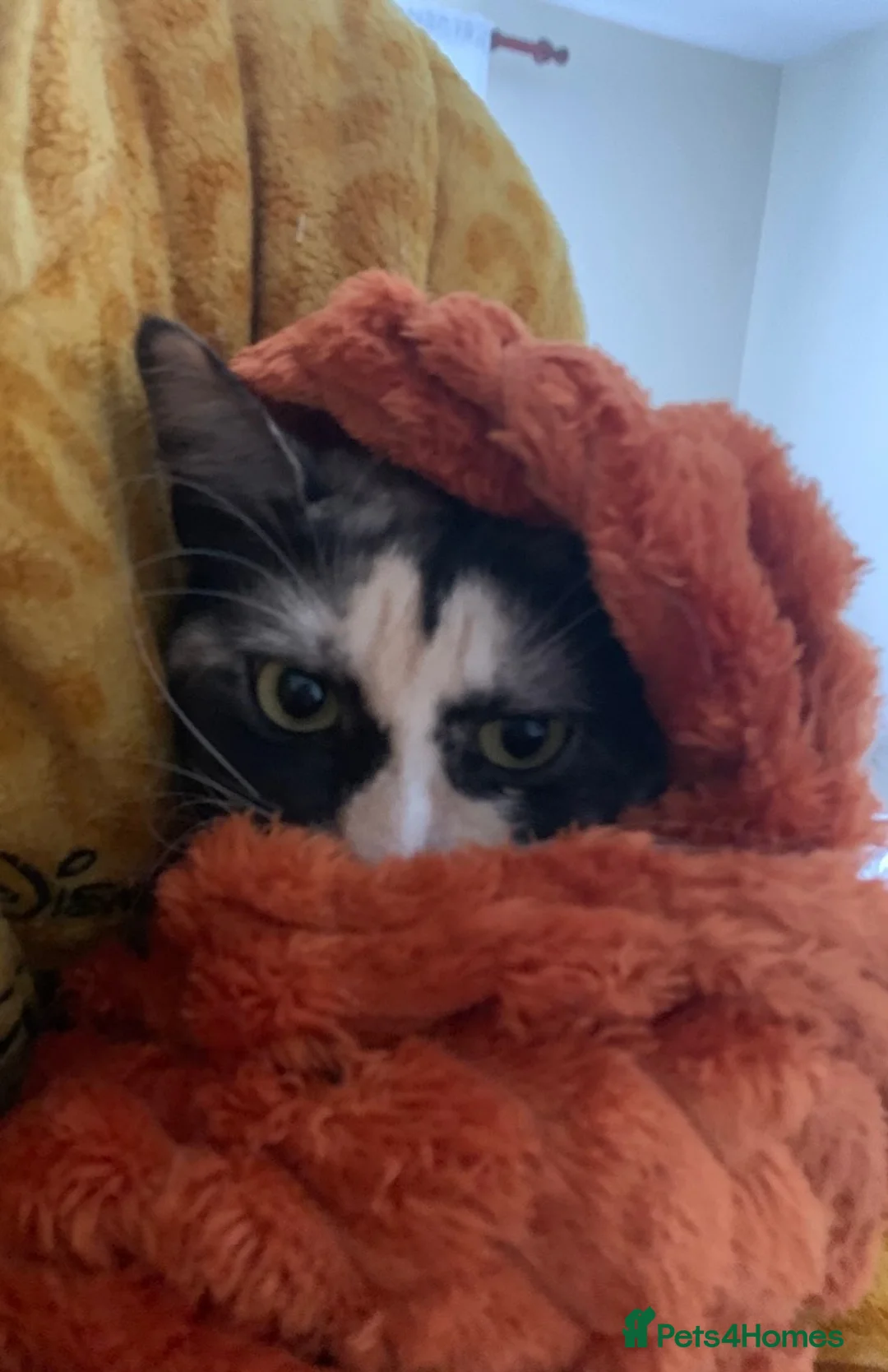 Mixed Breed cats for sale: [4 Yr Old] Mixed Looking For Forever Home - Advert 10