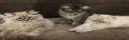 Ragdoll cats for sale: 3 beautiful fluffy ragdoll kittens - Advert 7