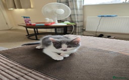 British Shorthair cats for sale: 6 beautiful kittens need a new home - Image 5