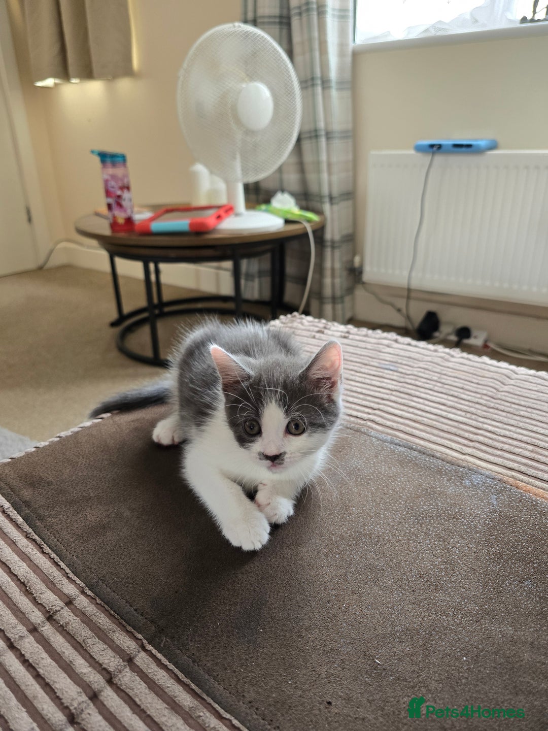 British Shorthair cats for sale: 6 beautiful kittens need a new home - Image 5