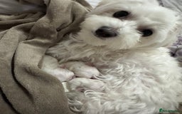 Maltese dogs for sale: 🐶 Adorable Male Maltese Puppies for Sale 🐾 - Image 18