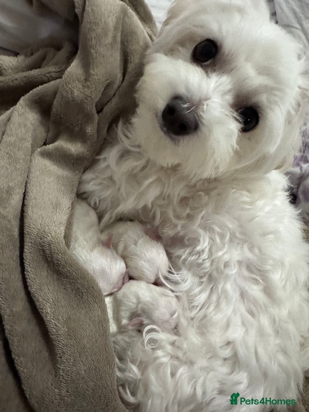 Maltese dogs for sale: 🐶 Adorable Male Maltese Puppies for Sale 🐾 - Image 18