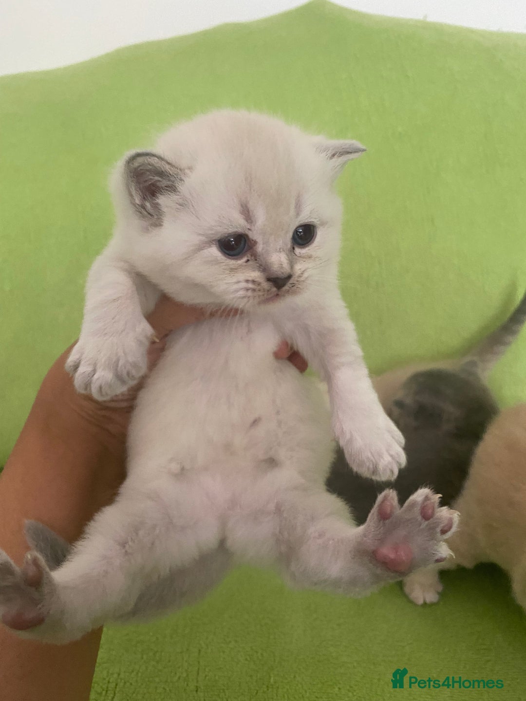 British Shorthair cats for sale: Gorgeous British shorthair kittens - Image 6