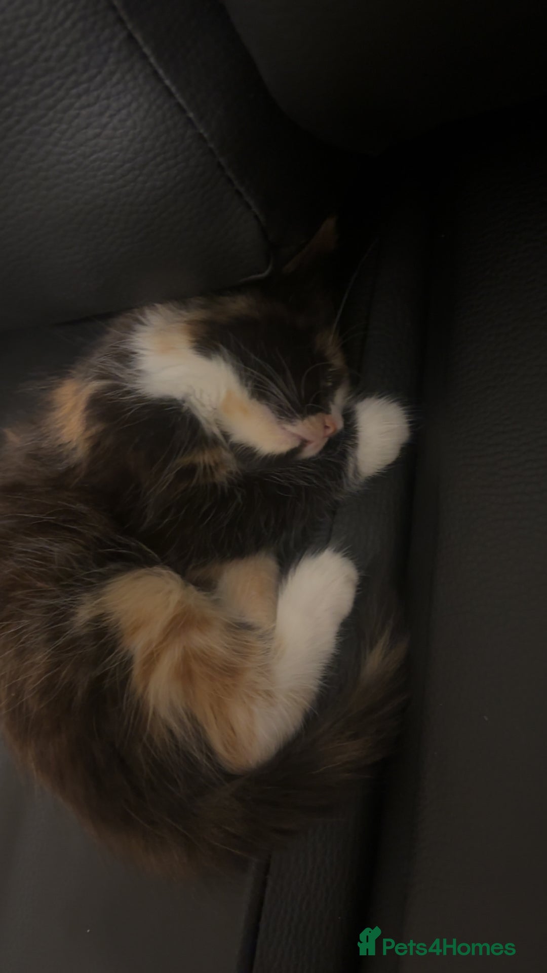 Mixed Breed cats for sale: 2 kittens rare coloured  - Advert 8