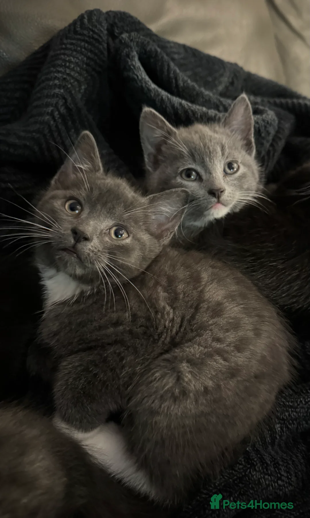 Mixed Breed cats for sale: Beautiful and super friendly mixed kittens - Advert 5