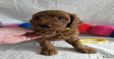 Goldendoodle dogs - Advert 13