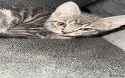 Mixed Breed cats for sale: Stunning kittens available now  - Image 29