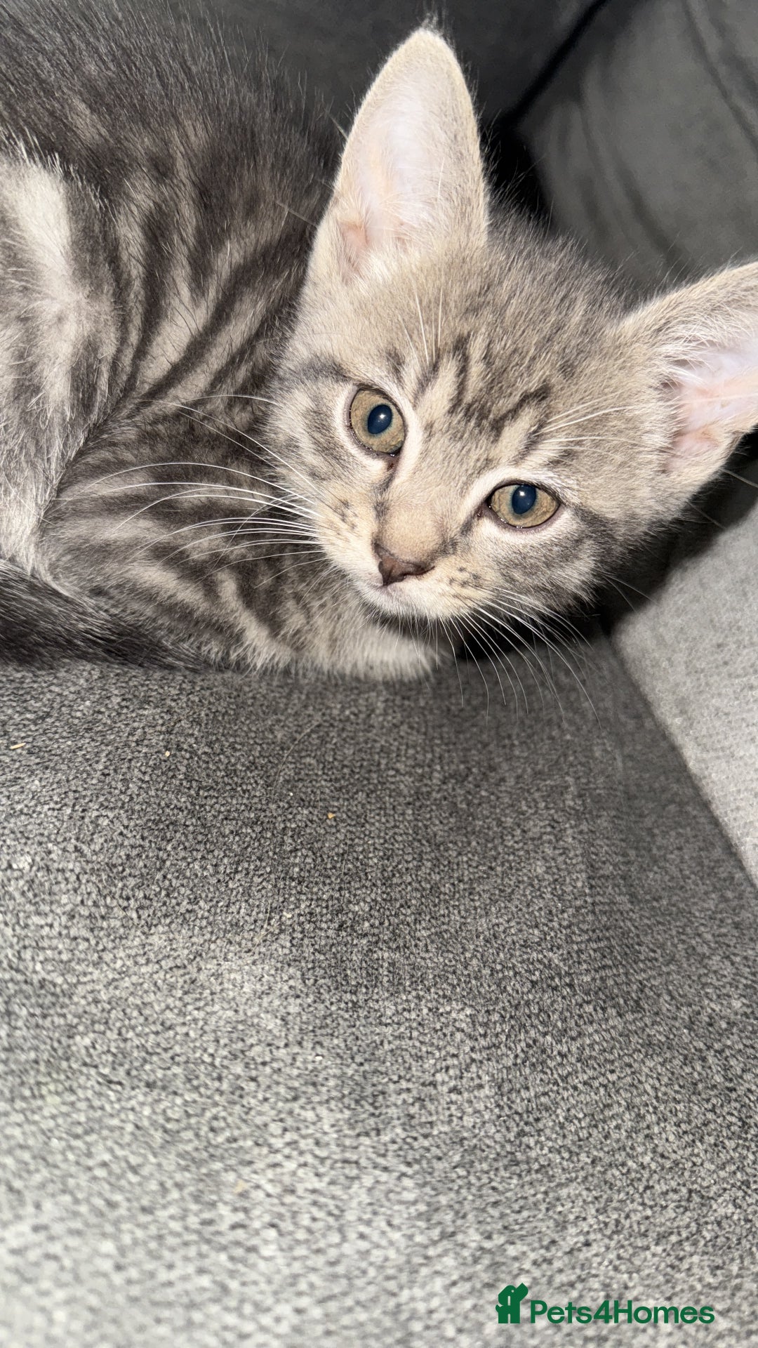Mixed Breed cats for sale: Stunning kittens available now  - Image 29