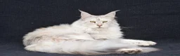 Maine Coon cats for sale: 🐾 TICA-Registered XXL Maine Coon Kittens 🐾 in Newbury - Advert 2
