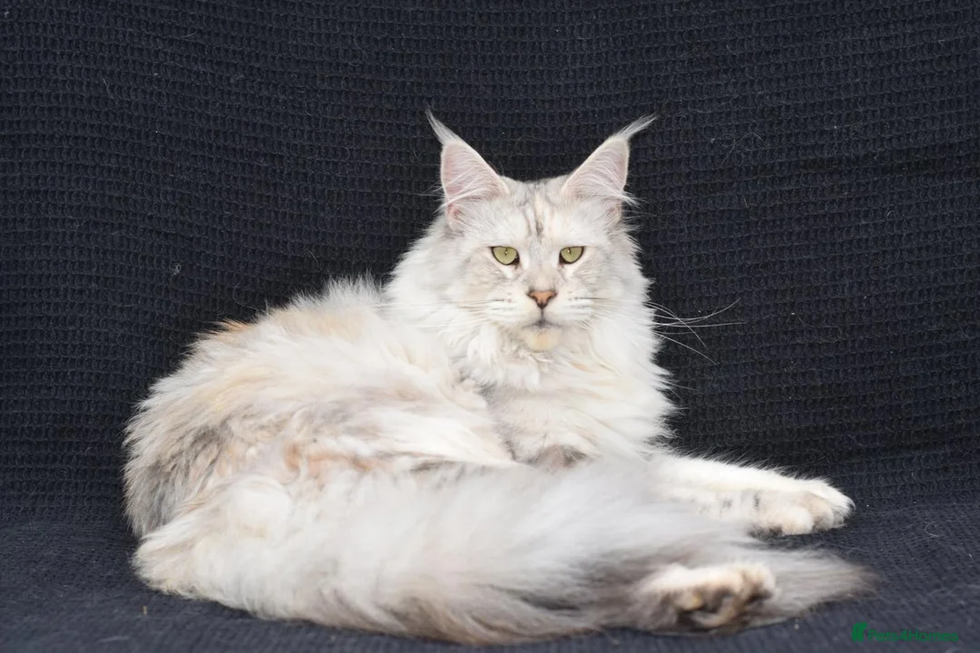 Maine Coon cats for sale: 🐾 TICA-Registered XXL Maine Coon Kittens 🐾 in Newbury - Advert 2