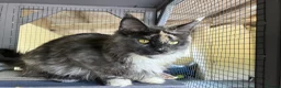 Maine Coon cats for sale: Stunning MaineCoon Kitten–Champion Bloodline - Advert 14
