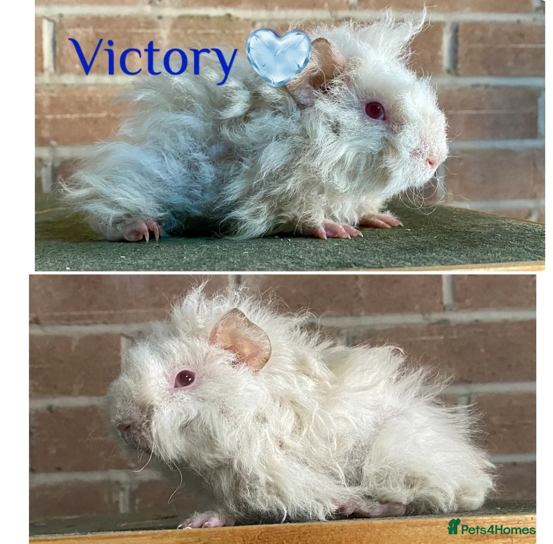 Guinea Pig rodents for sale: Pedigree Lunkarya Guinea pigs  - Advert 6