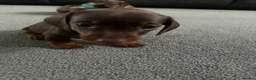 Miniature Dachshund dogs for sale: miniature dashhounds kc registered  - Advert 33