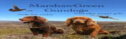 Cocker Spaniel dogs for sale: Excellent kc reg cocker spaniel pups.  - Advert 4