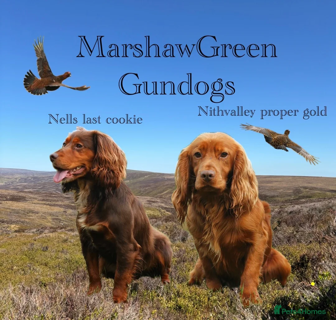 Cocker Spaniel dogs for sale: Excellent kc reg cocker spaniel pups.  - Advert 4