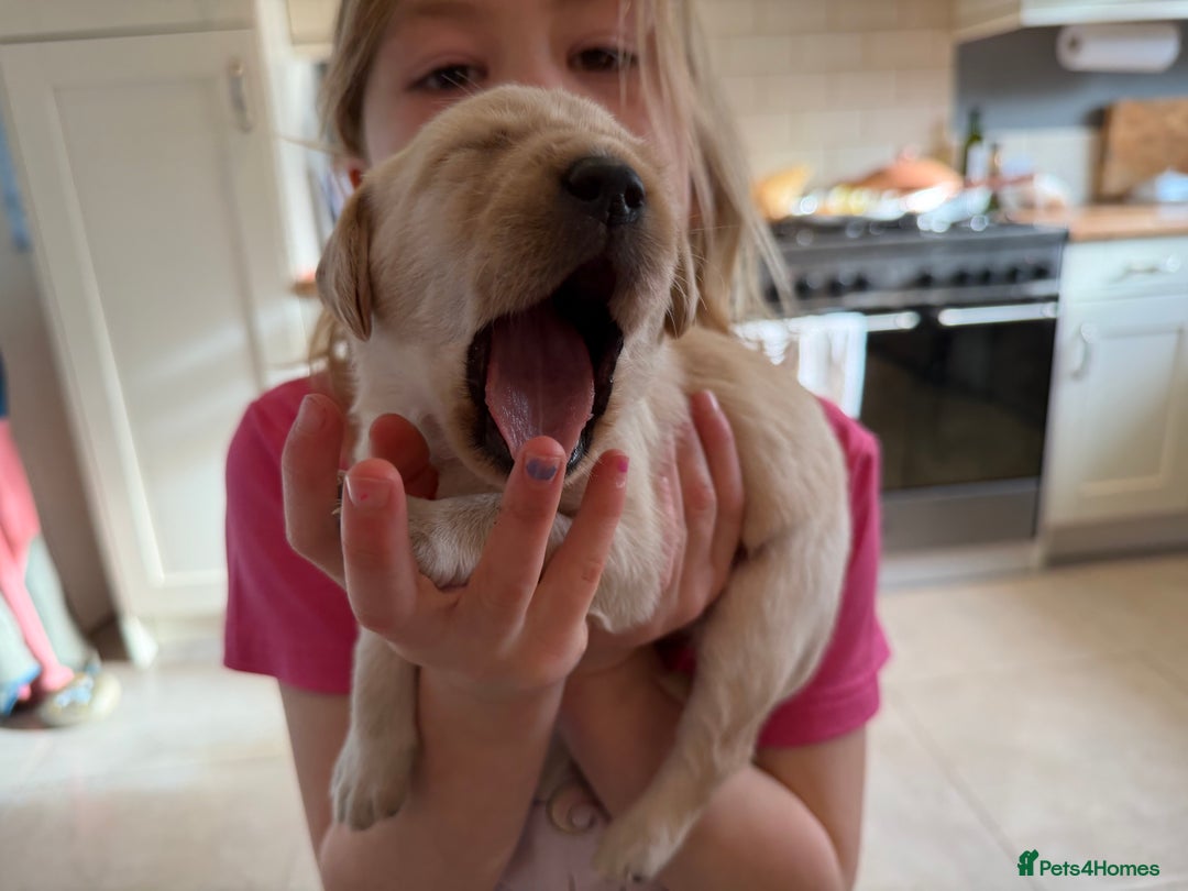 Labrador Retriever dogs for sale: Only 2 golden girls left! Ready for forever homes! - Advert 24