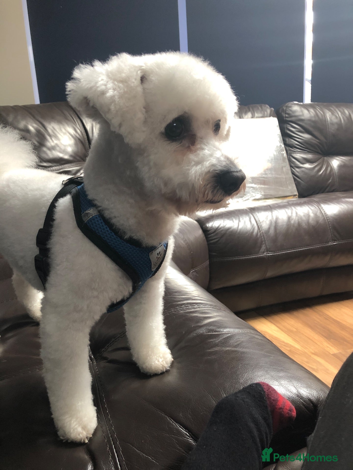 Mixed Breed dogs Bichon Frisé - Toy Poodle Mix for Stud Duties - Advert 1