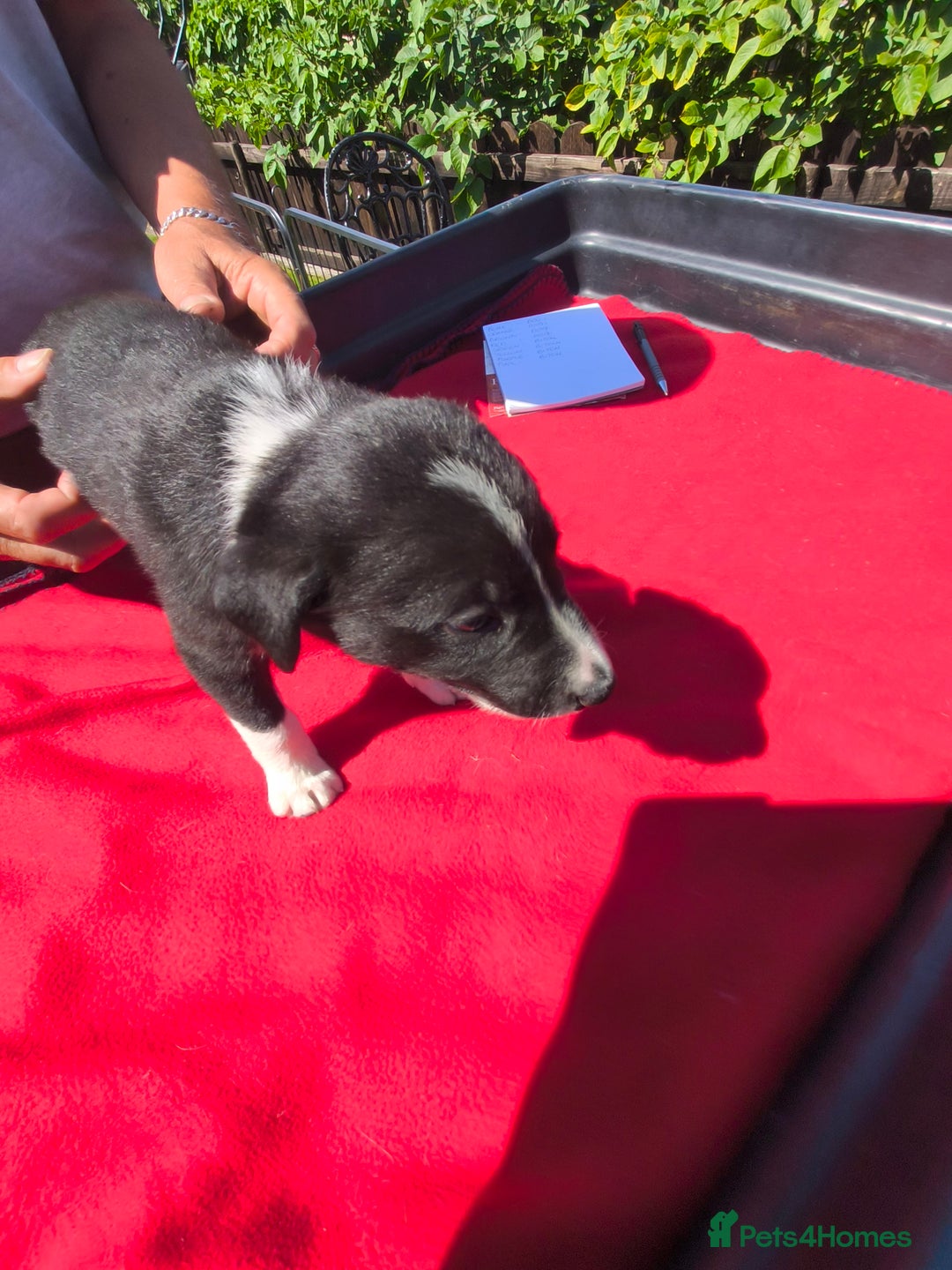 Border Collie dogs for sale: Border Collie pups for sale - Image 11