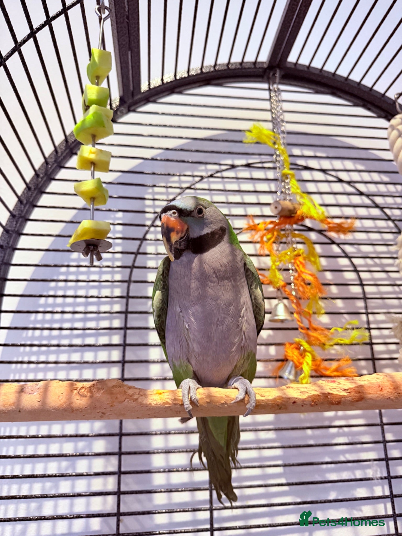 Parrots birds Derbyan parrot looking for a new home  - Advert 1