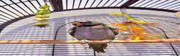 Parrots birds for sale: Derbyan parrot looking for a new home  - Advert 1