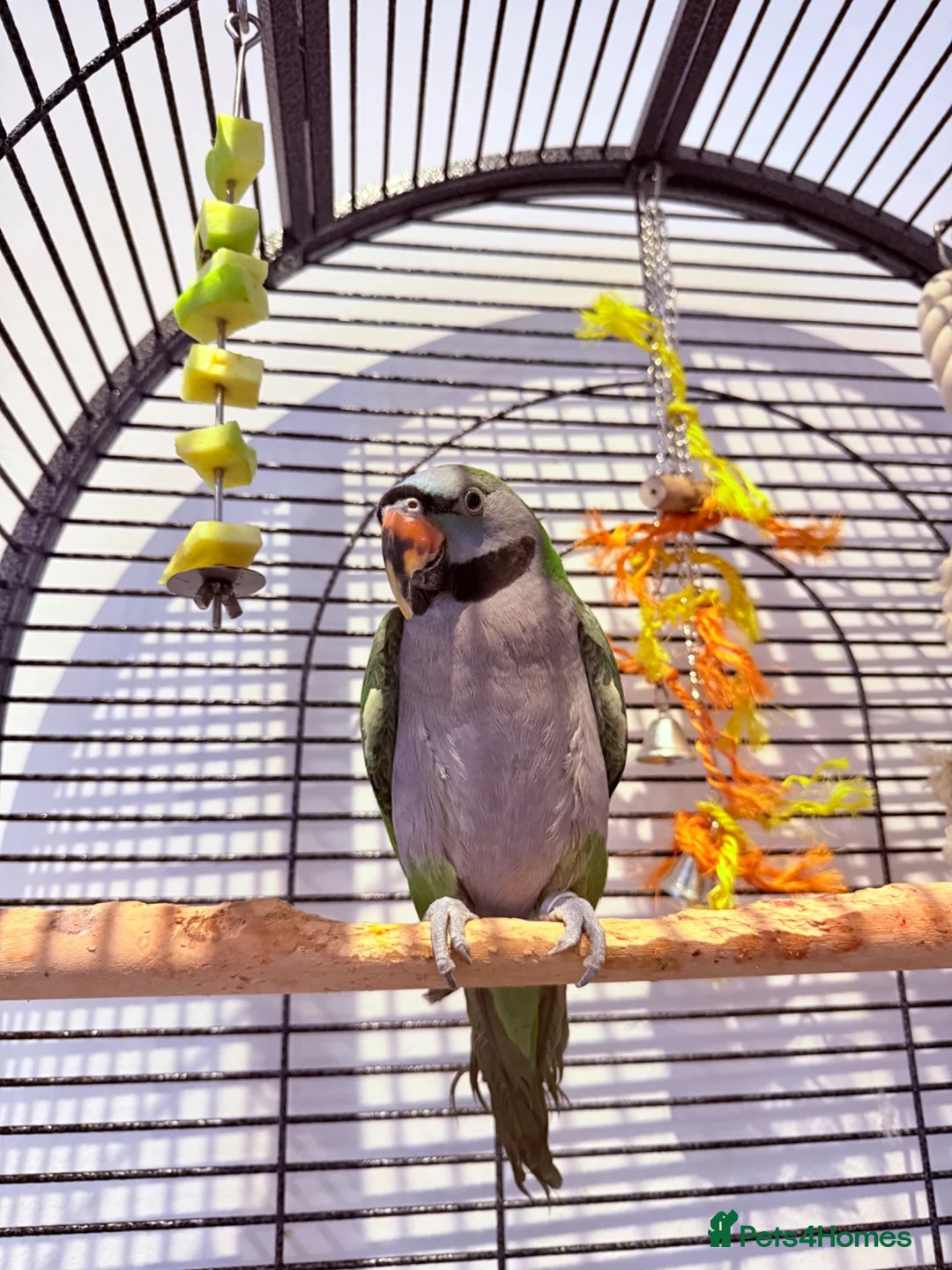 Parrots birds for sale: Derbyan parrot looking for a new home  - Advert 1