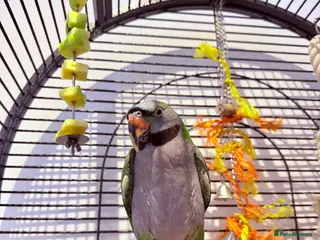Parrots birds Derbyan parrot looking for a new home - Advert 20