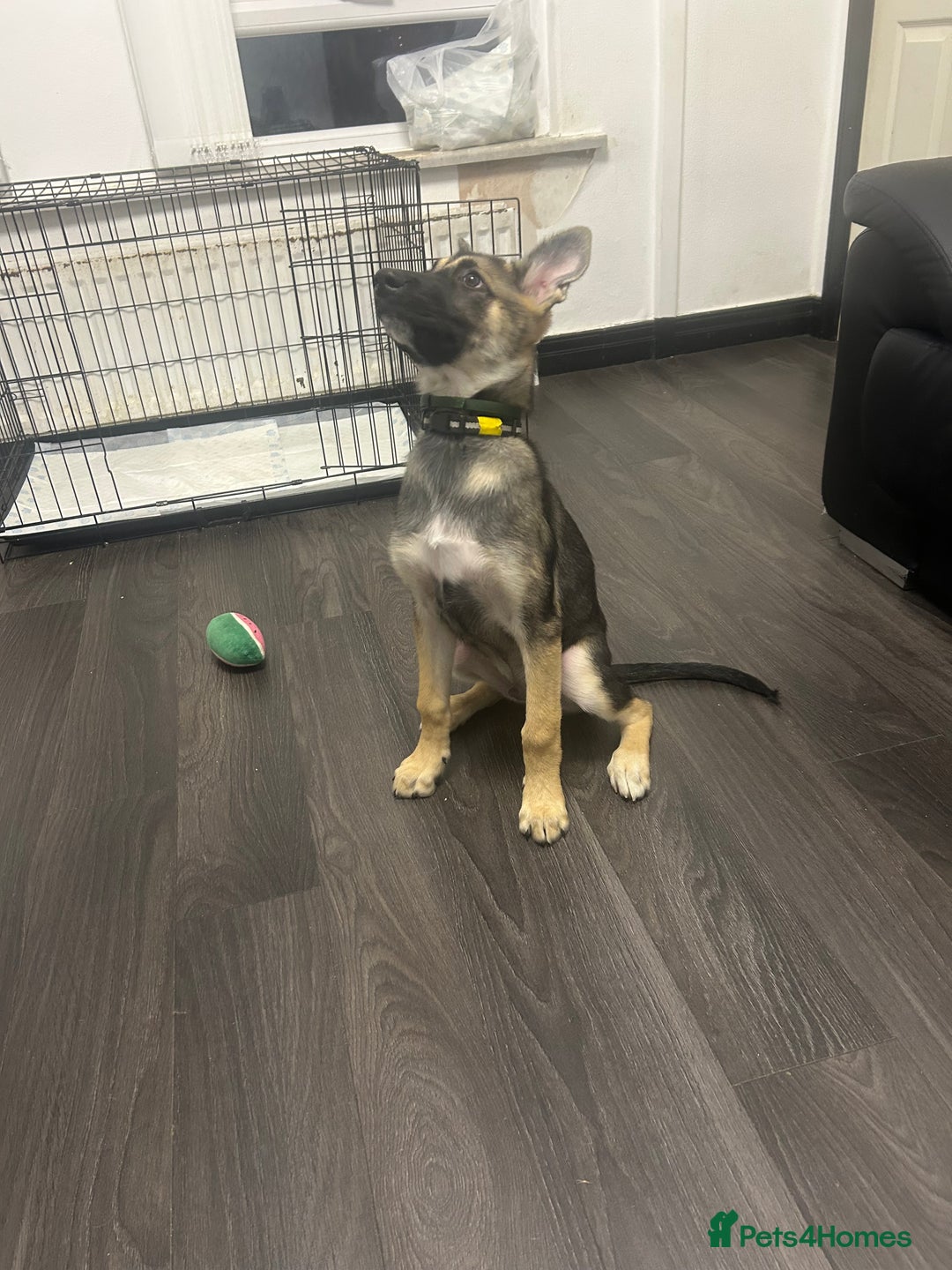 Shepsky dogs for sale: German shepherd cross  - Image 6