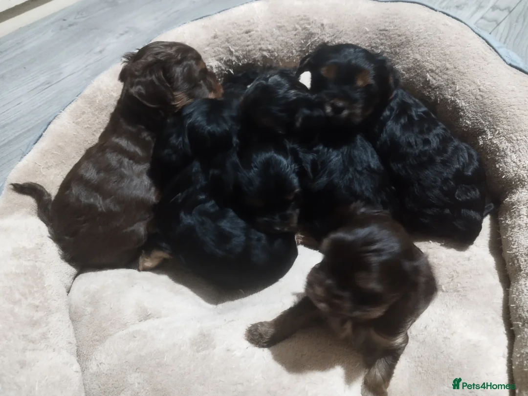 Yorkshire Terrier dogs for stud:  Chocolate Yorkshire Terrier For Stud Only in Blackburn - Advert 10