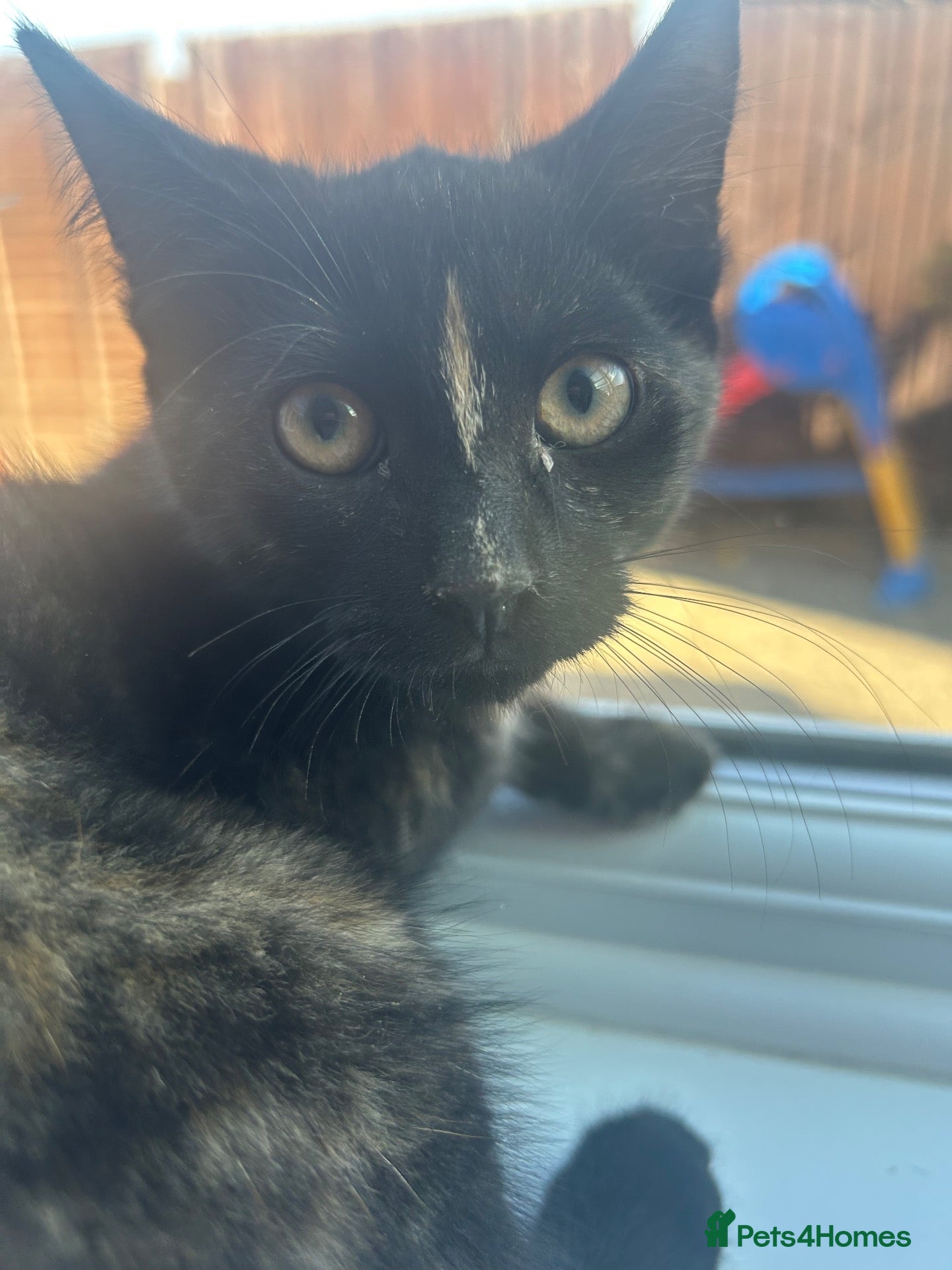 Mixed Breed cats for sale: ♥️ Kittens are looking for a new home♥️ - Advert 21