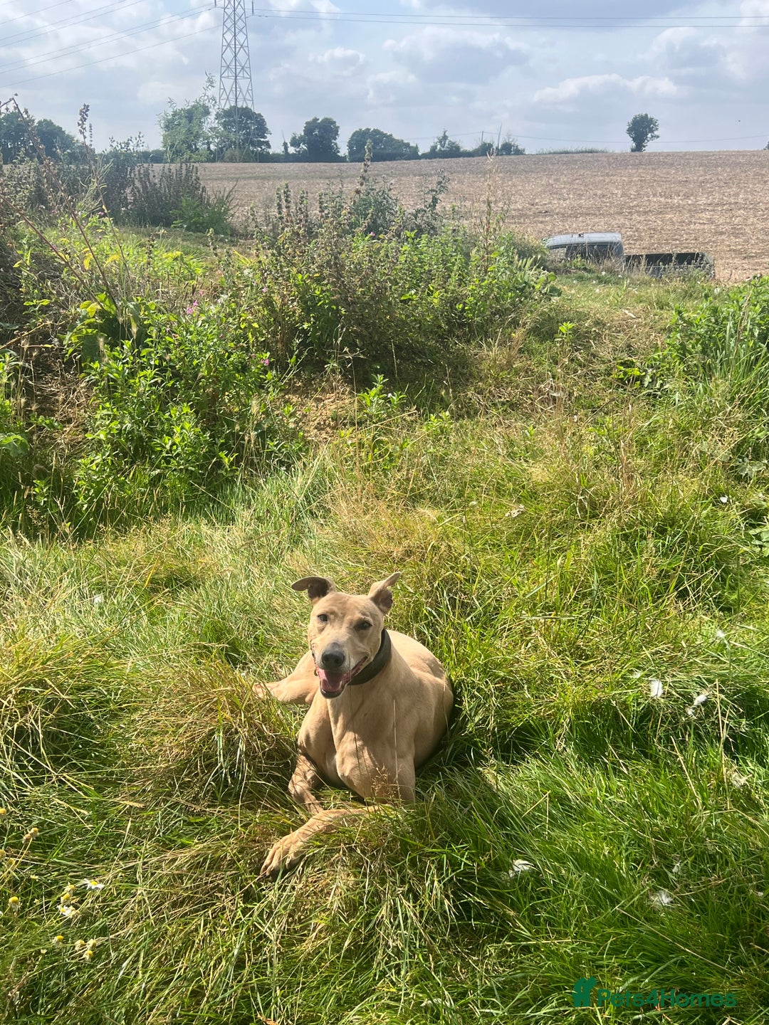 Lurcher dogs for sale: Lurcher pups  - Image 11