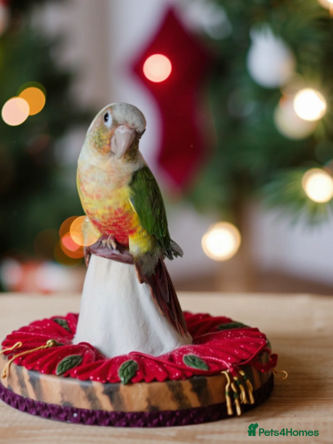 Conures birds for sale: Pineapple and cinnamon green cheek conures - Advert 2