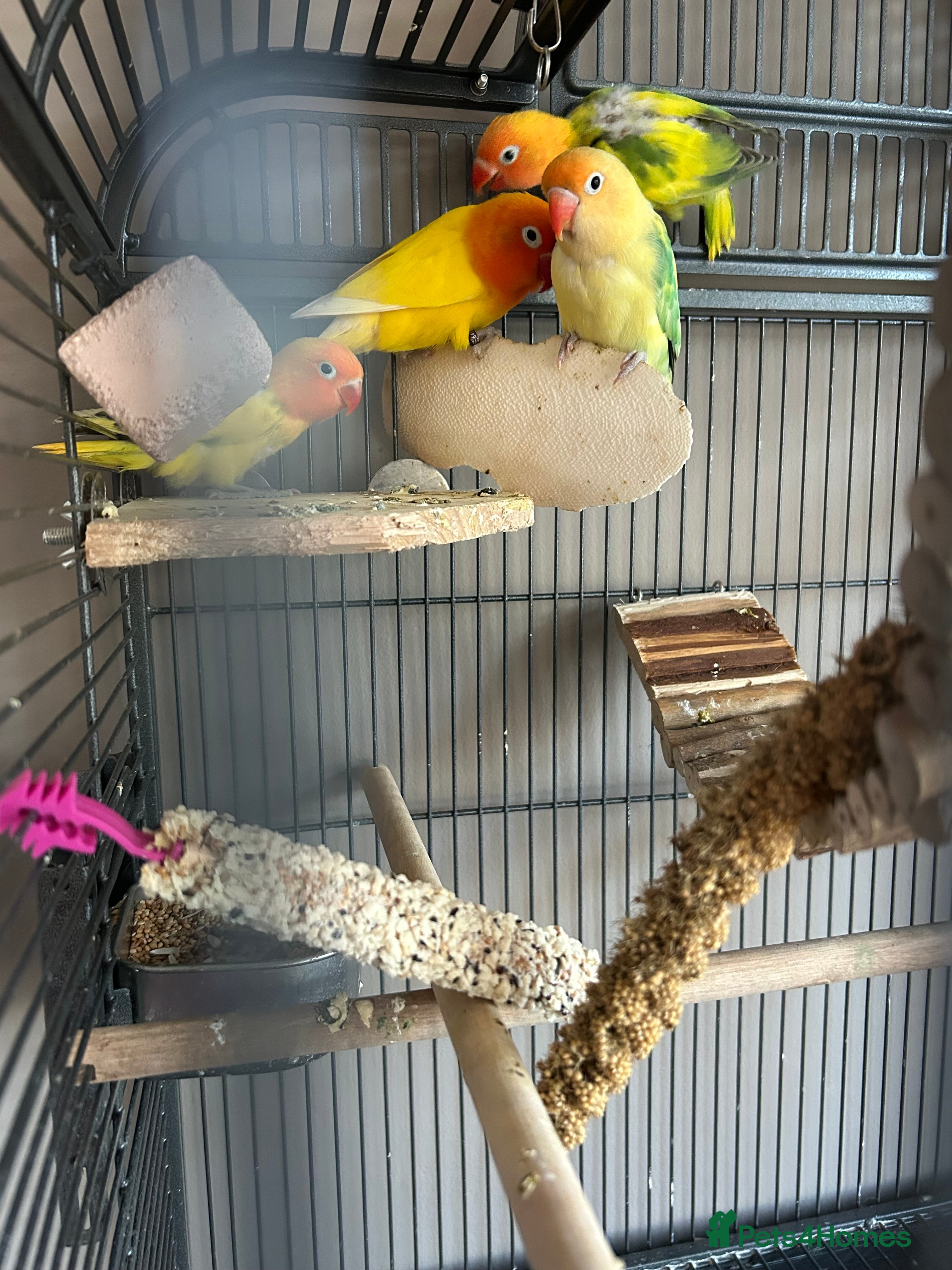 Lovebirds birds Love birds 7 weeks old  - Advert 18