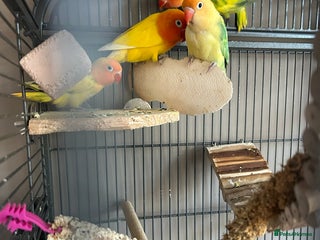 Lovebirds birds Love birds 7 weeks old - Advert 18