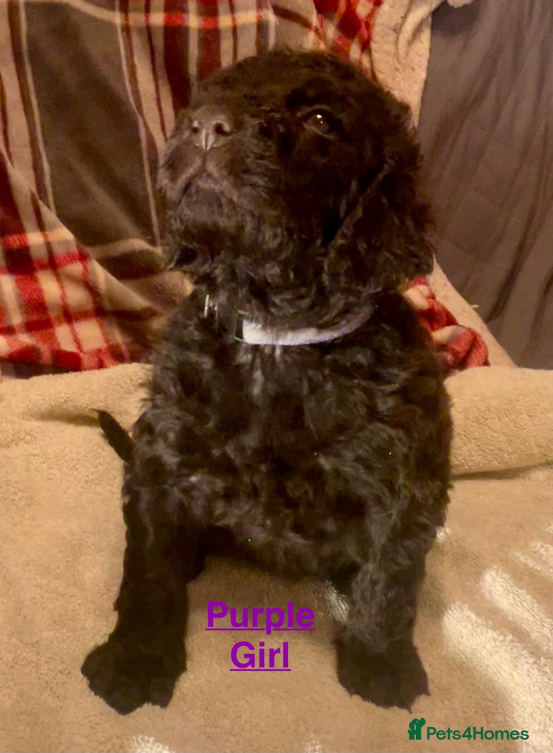 Irish Water Spaniel dogs for sale: Irish Water Spaniel Litter - Advert 17