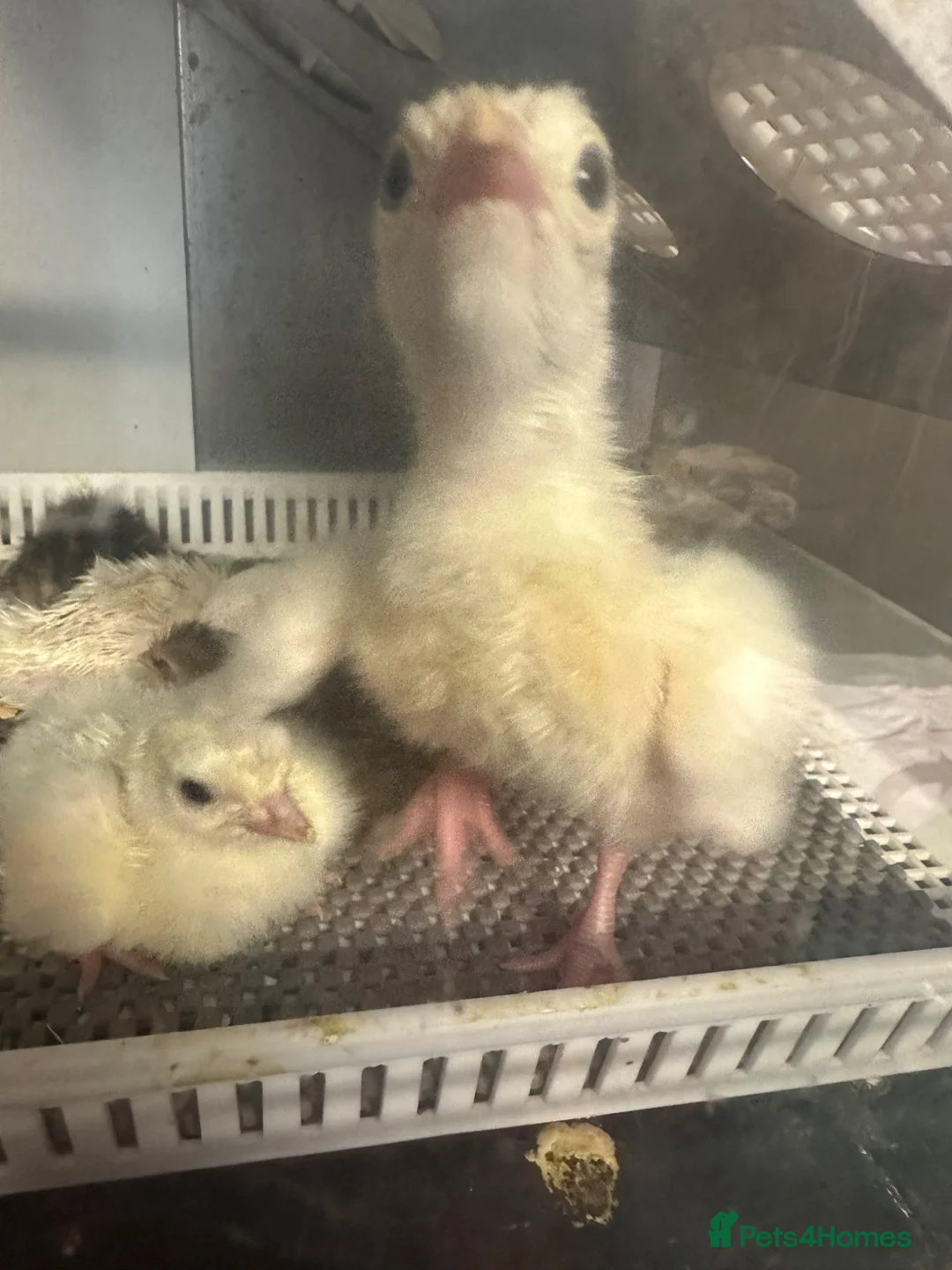 Chickens poultry for sale: Various age & breed chicks Unsexed turkeys poults - Advert 2
