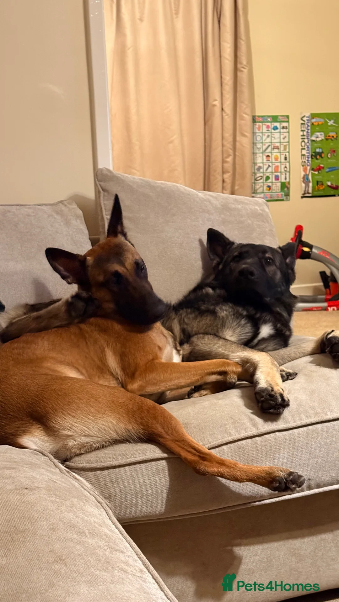 Mixed Breed dogs for sale: Incredible Belgian MalinoisxGerman shepherd pups - Advert 11