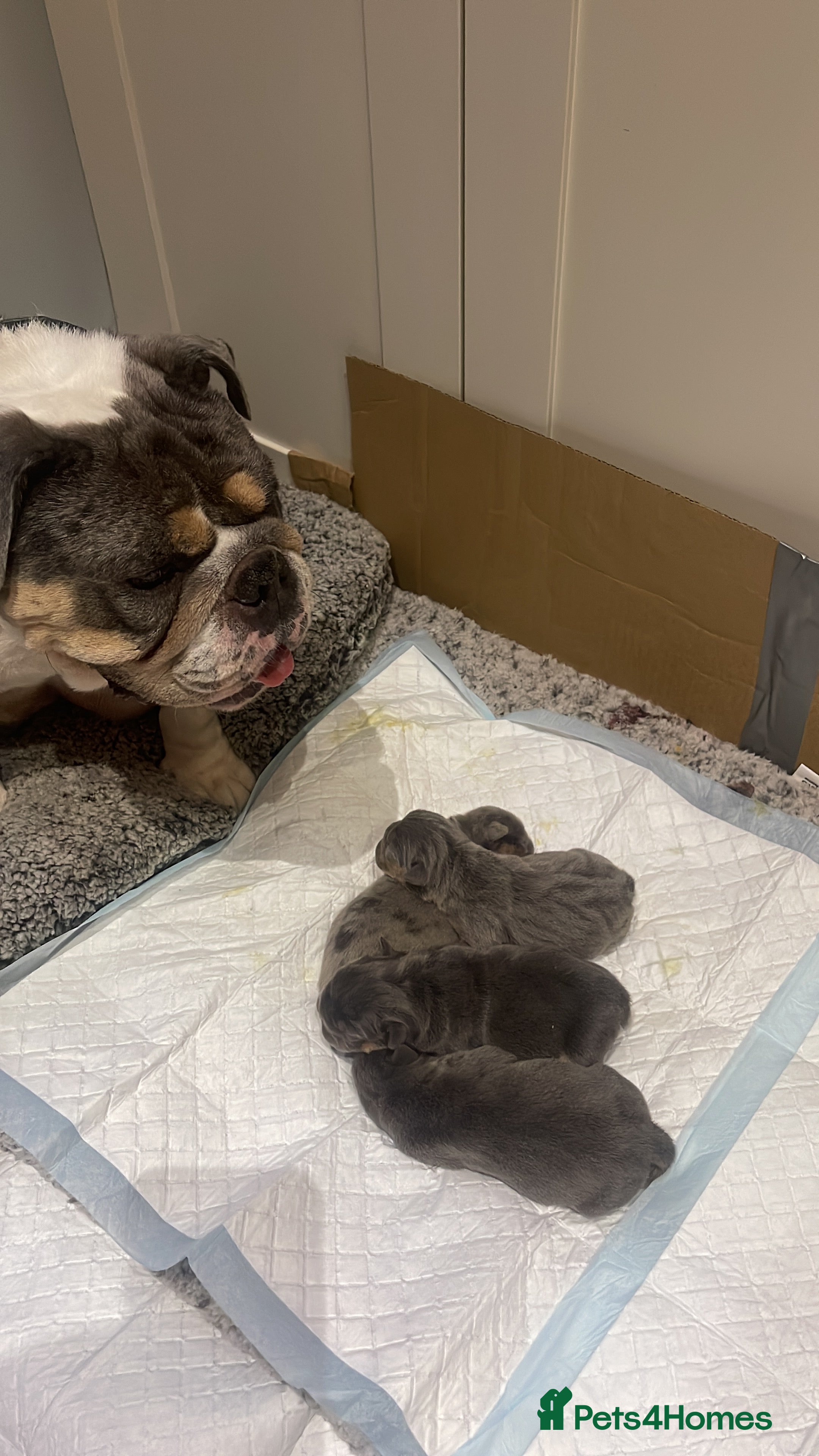 Olde English Bulldogge dogs Olde English Blue Merle Tri Puppies - Advert 3