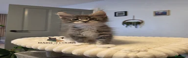 Maine Coon 3