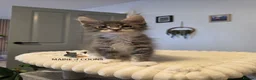 Maine Coon cats for sale: Maine coon kittens - Advert 26