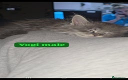 Maine Coon cats for sale: Take a look at these beautiful mainecoon kittens - Image 4