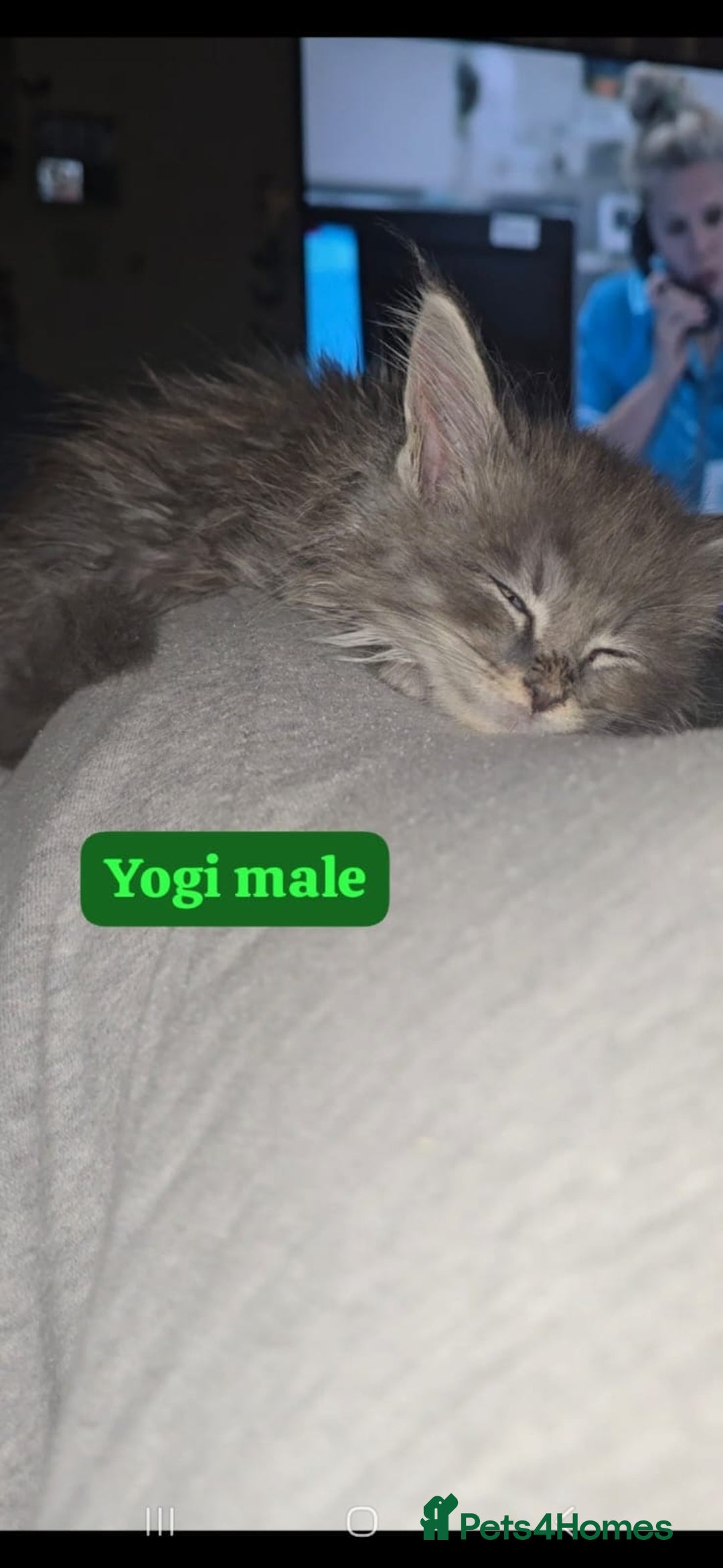 Maine Coon cats for sale: Take a look at these beautiful mainecoon kittens - Image 4