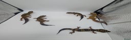 Leopard Gecko reptiles for sale: Black Night Cross Leopard Gecko  - Advert 8