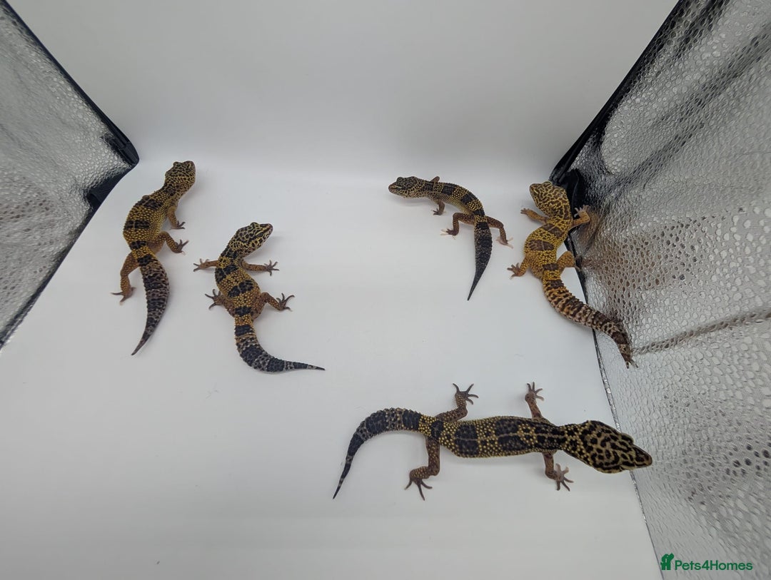 Leopard Gecko reptiles for sale: Black Night Cross Leopard Gecko  - Advert 8