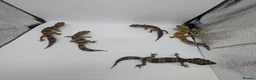 Leopard Gecko reptiles for sale: Black Night Cross Leopard Gecko  - Advert 8
