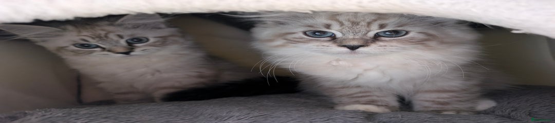 Siberian Kitten 4