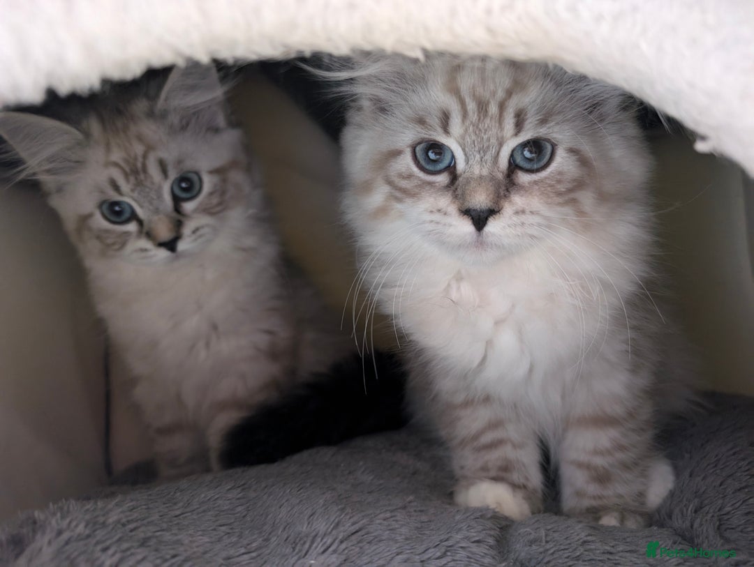 Siberian cats for sale: Litter "W" Neva Masquerade - Image 8