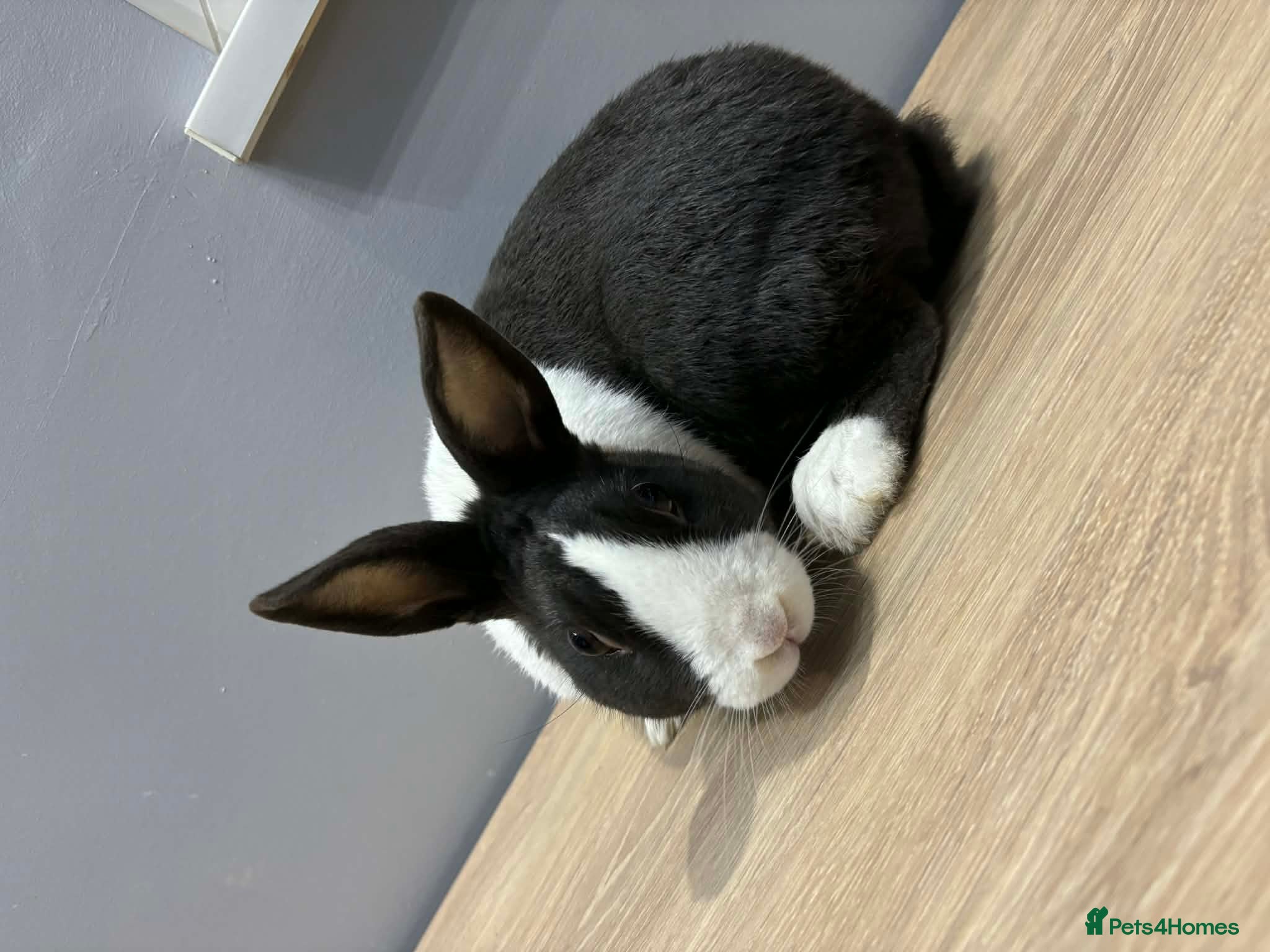 Dutch rabbits Dutch rabbit  - Advert 2