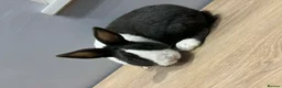 Dutch rabbits for sale: Dutch rabbit  in Newark - Advert 1