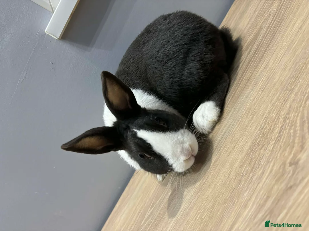 Dutch rabbits for sale: Dutch rabbit  in Newark - Advert 1